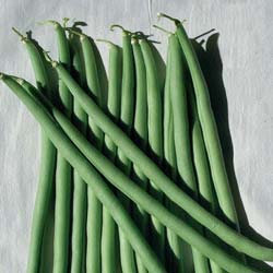 Vesperal French Climbing Beans